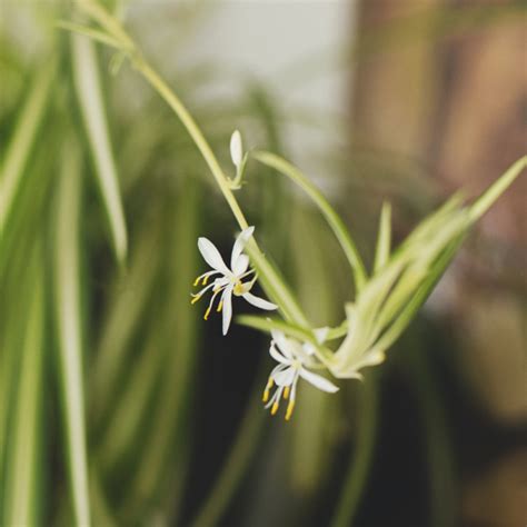 Graslelie Verzorging Chlorophytum Comosum Plantje Nl