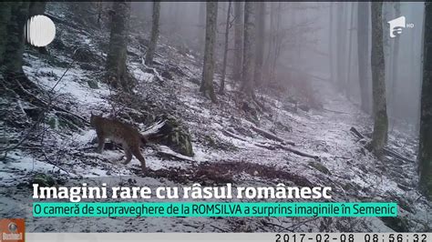 Imagini Rare Cu R Sul Rom Nesc Filmate N Parcul Na Ional Semenic