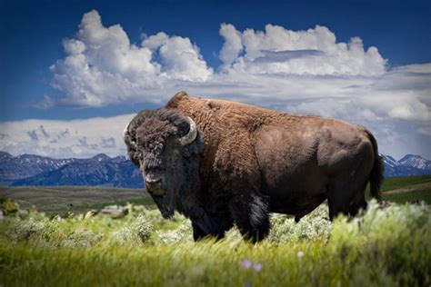 American Buffalo, Yellowstone Bison, Yellowstone National Park, Wyoming ...