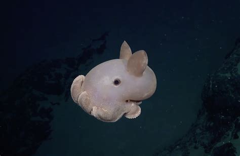 Plus De 100 Nouvelles Espèces étonnantes Découvertes Près De Montagne