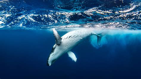 Bing Hd Wallpaper Where The Humpback Whale Sings Bing Wallpaper Gallery