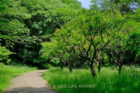 僕の行く道 5立夏の頃四季の森公園 My B Side Life Hyper