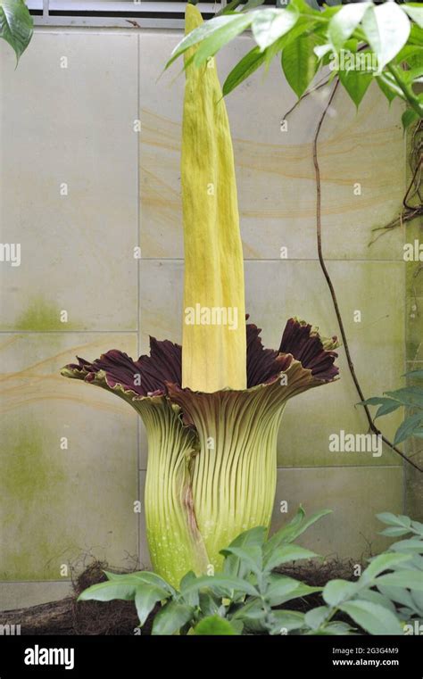 Titanwort Opens Its Floweramorphophallus Titanum Stock Photo Alamy