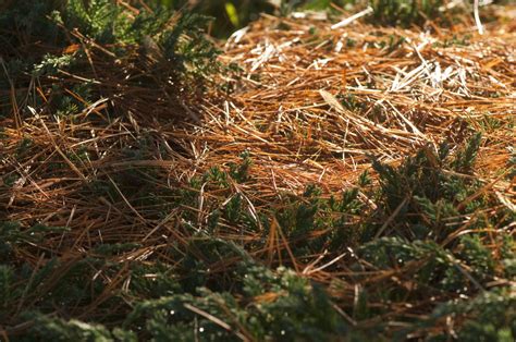 Aiguilles De Pin Comment Les Utiliser Au Jardin