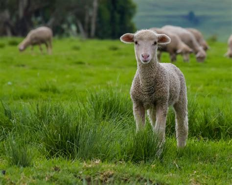 Importance Of Creep Feeding In Lambs Meadow Feeds