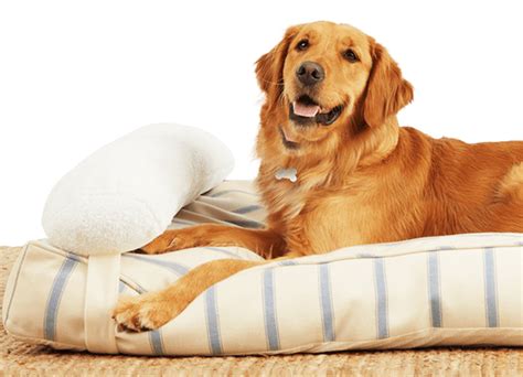 Everyyay Medium Customizable And Washable Dog Bed