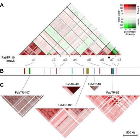 Sequence Homogenization Patterns Of Satellite Dna Arrays Nucleotide