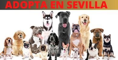 Adoptar Perros En Sevilla Mejores Protectoras En Sevilla Beagle