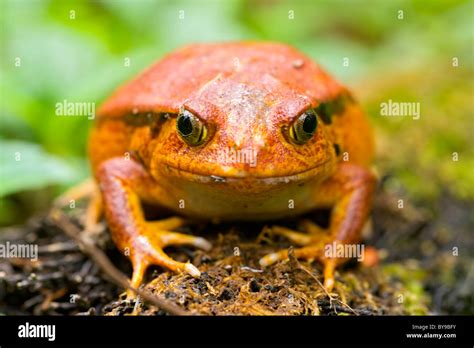 Tomato Frog Dyscophus Antongilii Madagascar Hi Res Stock Photography