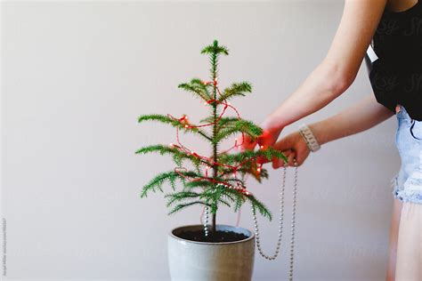 "Girl Decorating A Small Norfolk Island Pine Tree For Christmas" by Stocksy Contributor "Jacqui ...