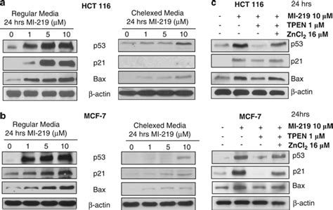 Zinc Chelation Blocks P Reactivation By Mi Hct And Mcf