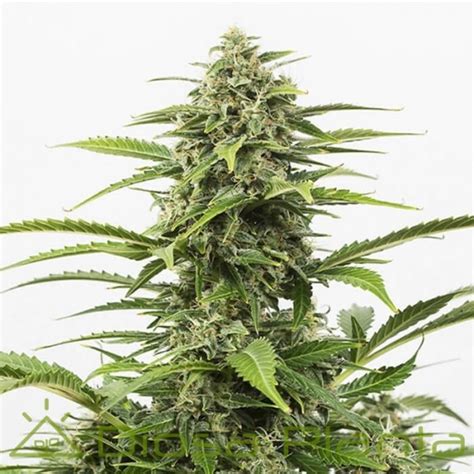 Auto Critical X Northern Lights Autofloreciente A Granel Diosa Planta