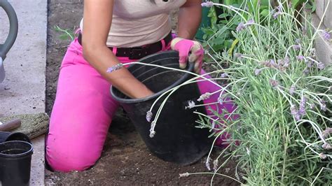 How To Fertilize Lavender The Chefs Garden Youtube