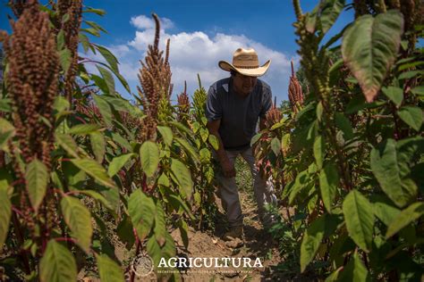 Cultivo De Amaranto Secretar A De Agricultura Y Desarrollo Rural