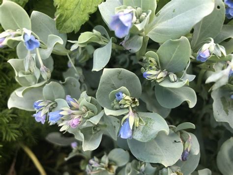 Pianta Di Mertensia Marittima Su Vaso Cm 14 Linea Verde