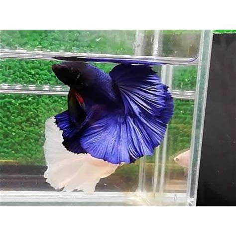 Royal Blue Overhalfmoon Erkek Betta L