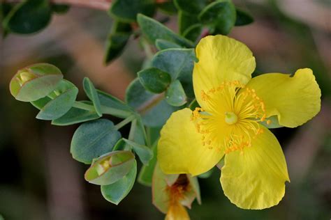 Four Petal St John S Wort Florida Wildflower Foundation