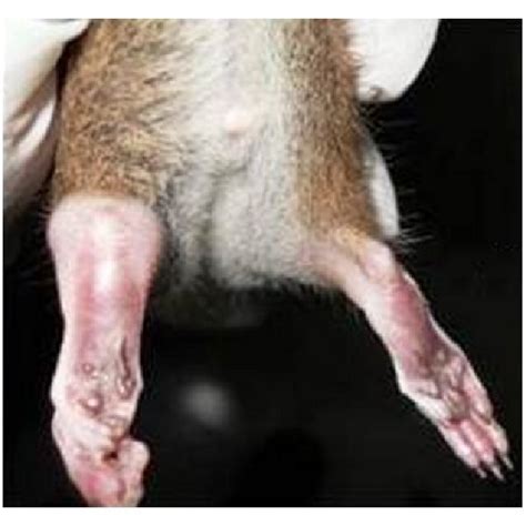 Paw Edema A Hind Paw And Ankle Of Control Rats B Arthritis Control