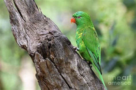 Scaly Breasted Lorikeet Photograph By Dr P Marazzi Science Photo