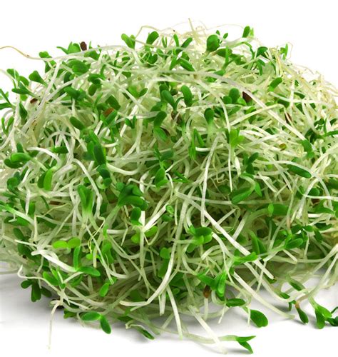 Alfalfa Natural Health News