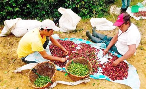 Honduras Export Millones De Quintales De Caf