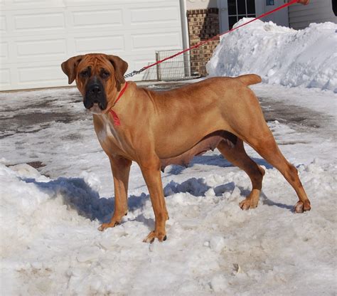 Tosa MN: Japanese Tosa Inu Puppies for Sale- Rare Japanese Champion Bloodlines