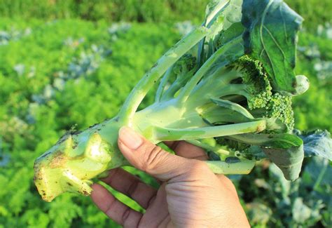 Growing Broccoli Tips For Planting Care Harvest And Recipe Ideas