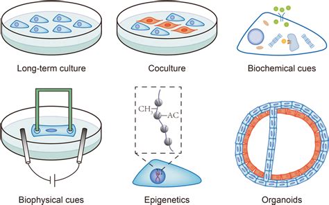 The Maturation Methods For HPSCCMs Longterm Culture Coculture Eg