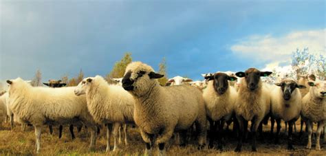 World's first Australian Sheep Sustainability Framework launched