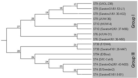 Phylogenetic Analyses Of Concatenated Sequences Of 7 Housekeeping Gene