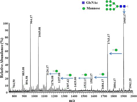 Positive Ion Esi Ms Analysis Of N Linked Glycan Chains For The