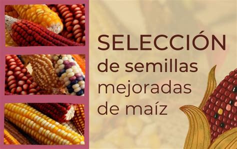 Selecci N De Semillas Mejoradas De Ma Z Representaci N Agricultura