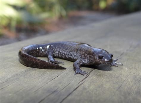 Small Mouthed Salamander Brad Gloriosos Personal Website Amphibians