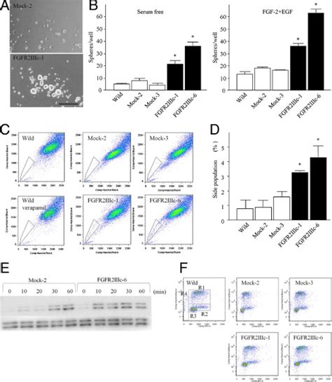 Sphere Formation And Side Population Assays In Klm Cells Klm Cells