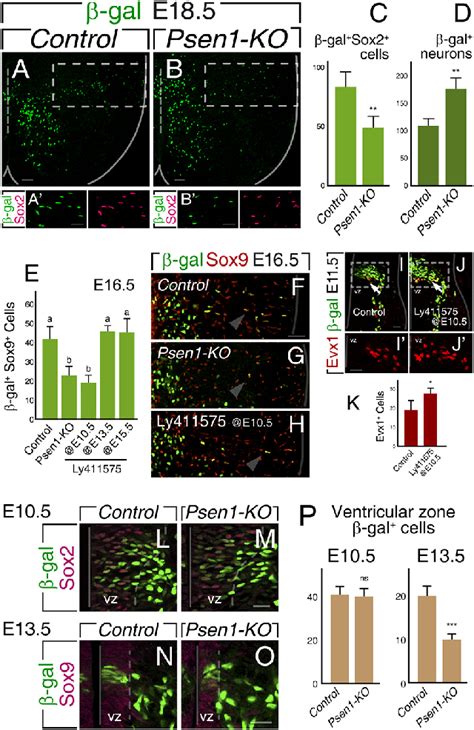 Notch Signaling Balances Glial Neuronal P0 Fate A D The VA0