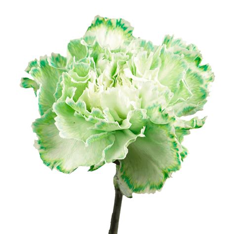 Green Carnation Flower