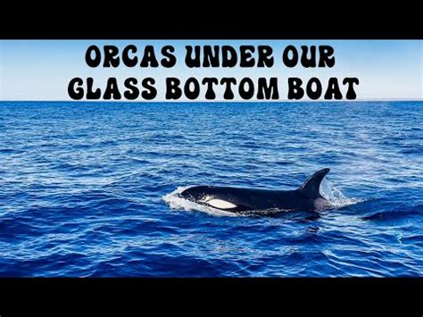 Ep 16 ORCAS UNDER THE GLASS BOTTOM BOAT YouTube