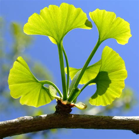 Images Of Ginkgo Leaves Printable Template Calendar