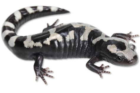 Salamander White Background