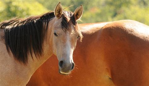 Strawberry Roan Horse - Helpful Horse Hints