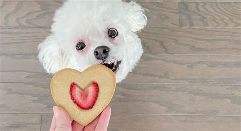 10 Ways to Celebrate Your Dog on Valentine's Day