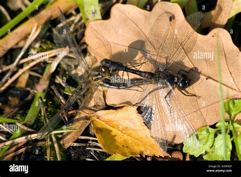 Dragonfly Stock Photo Alamy