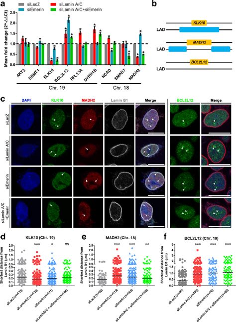 Spatial Positions Of Gene Loci Are Altered Upon Lamin A C And Emerin