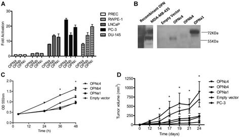 Opn Si Are Overexpressed In Pca And Support Tumor Growth Opn Si