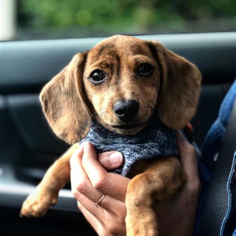 Wiener Dogs Puppies