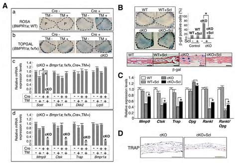 Suppressed Expression Of Sclerostin By Loss Of Bmp Signaling Ex Vivo