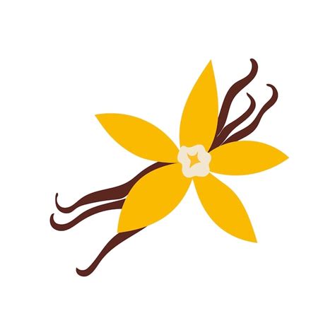 Premium Vector Vanilla Flower With Dried Vanilla Sticks Cartoon Style