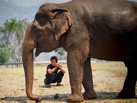 The Elephant Nature Park in Thailand - Ultraweit-verwinkelt.de