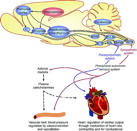 Hypothalamus Autonomic Control By