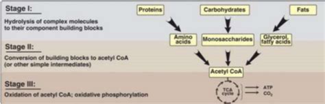 PDH Complex And TCA Cycle Flashcards Quizlet